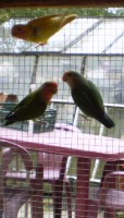 agapornis ružovohrdly